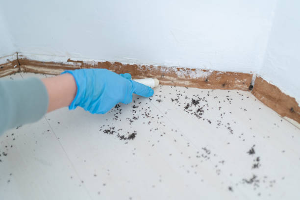 Best Termite Control Services  in Whiteville, NC